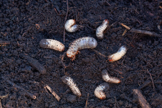 Soil pests of agricultural crops close-up. Large white larvae of the cockchafer and rose chafer close-up.