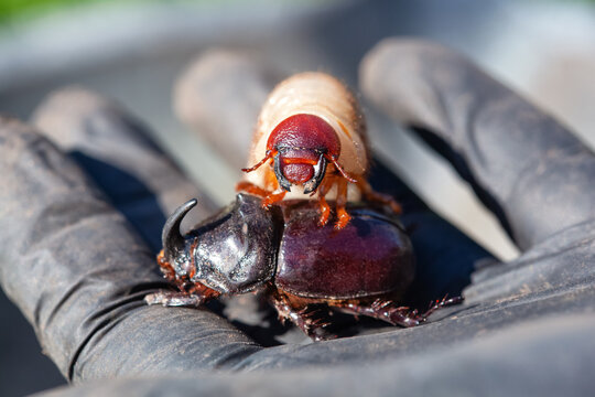 Close-up of a rhinoceros beetle and its larva.