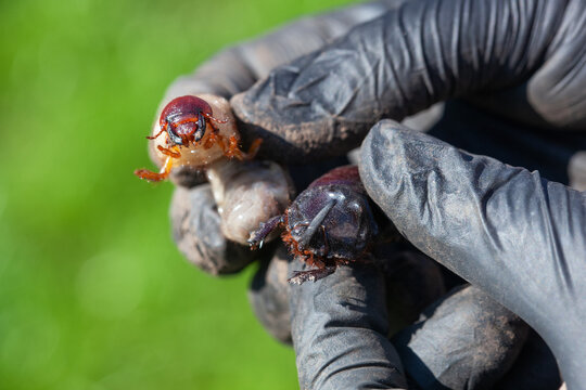 Close-up of a rhinoceros beetle and its larva.