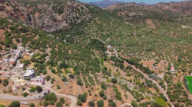 Flying over lush olive groves and traditional houses in a Mediterranean valley