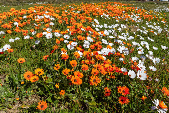 A field of orange and white daisy wildflowers near Laaiplek in the Western Cape, South Africa