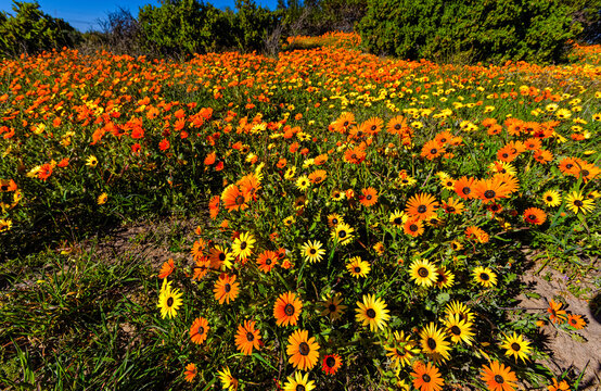 Large field of yellow and orange daisy wildflowers in the countryside on the west coast near Velddrif in the Western Cape, South Africa