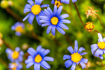 Felicia amelloides pertenece a la familia Asteraceae. © CarlosHerreros