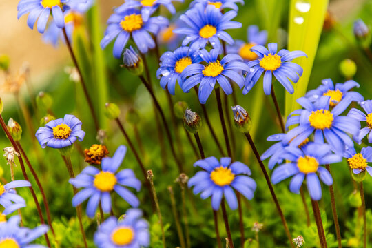 Felicia amelloides pertenece a la familia Asteraceae.