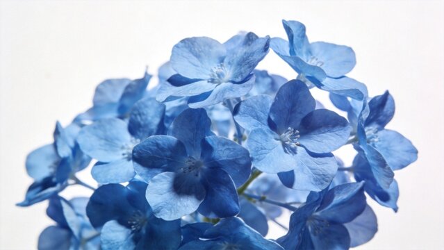 Blue hydrangea flowers in bloom