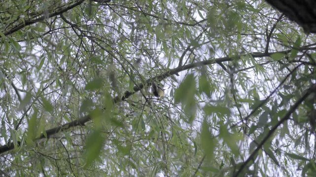 Small Tit Bird Taking Off from Willow Tree &ndash; 4K Slow Motion (100fps), Wild Bird Flying Through Foliage, Urfahr