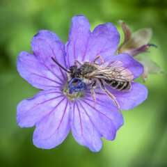 Large scissor-bee on a Geraniaceae flower © Peter J. Traub