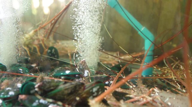 Live Lobsters and Shellfish in a Bubbling Restaurant Aquarium Tank