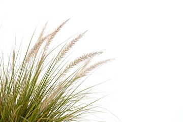 Obraz premium Closeup of ornamental grass against white background
