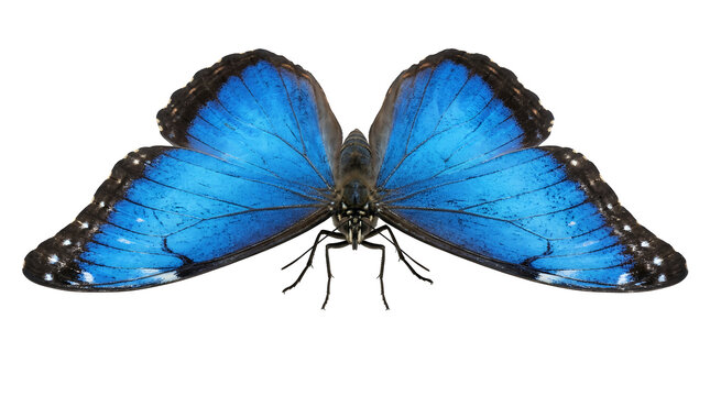 Blue Morpho butterfly, iridescent wings, vibrant blue color, insect photography isolated on Transparent Background