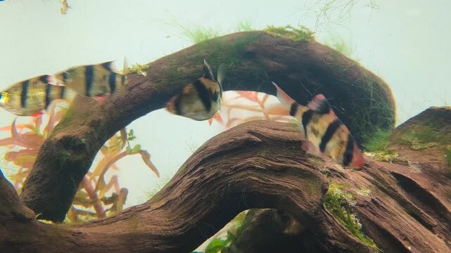 Puntigrus tetrazona tiger barb aquarium fish school swimming in vibrant planted tropical freshwater aquarium, ornamental fish close up video