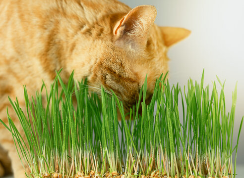 a ginger cat bent over fresh green shoots of young grass