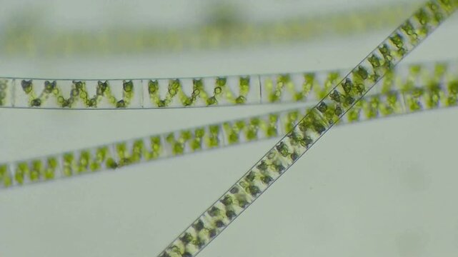 Filamentous green algae Spirogyra in horizontal alignment