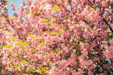 Fototapeta premium Sakura tree blossoms in bright sunlight