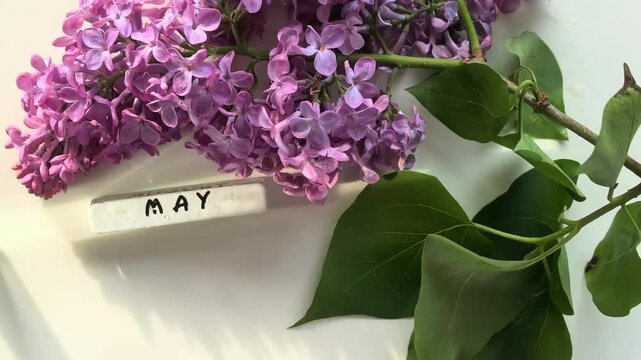 Lilac blossoms and May calendar on minimal background, spring seasonal composition, floral greeting concept.
