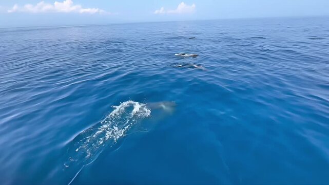Spinner dolphin mother and calf swimming fast in the ocean