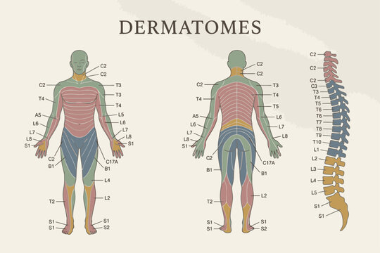 Human Dermatomes Map of Spinal Nerve Sensory Distribution