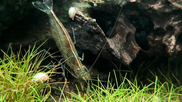 Amano shrimp Caridina multidentata swimming and resting on aquatic plants in lush green planted aquascape, cinematic underwater freshwater macro video.
