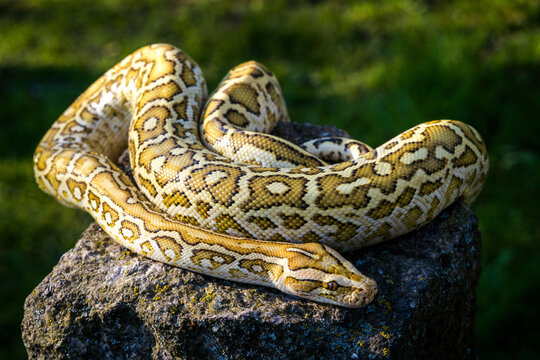A Majestic Yellow Python Coiled on a Stone, Representing Patience and Wild Survival in Nature
