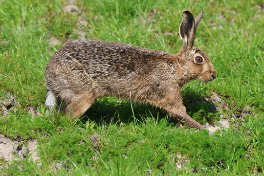 Brown Hare in the grass hopping