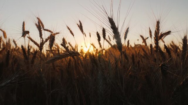 Sunlight filtering through golden wheat ears in sunset agricultural field during harvest season.