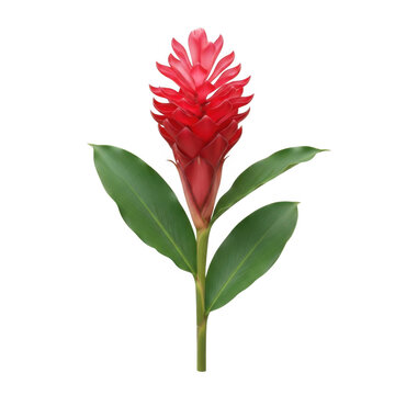 Vibrant red ginger flower with green leaves isolated on transparent background bloom