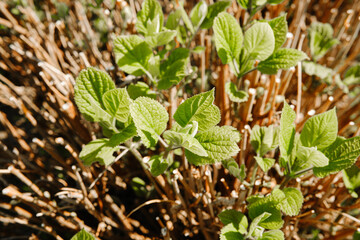 Green leaves emerging on pruned plant stems © reddish