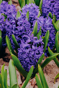 Purple hyacinth flowers blooming in garden soil
