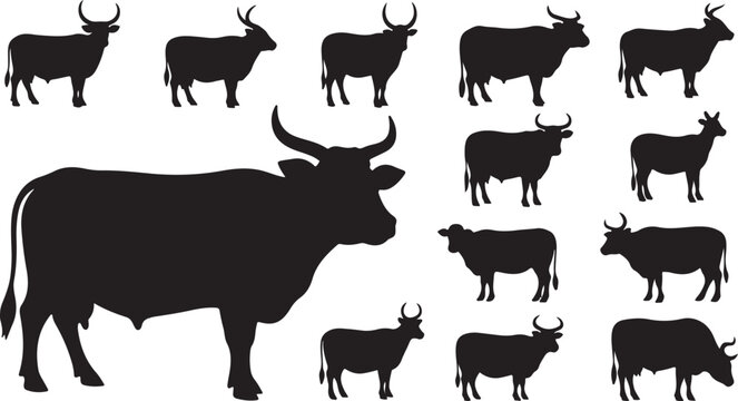 Black Silhouettes of Cows and Bulls Standing Together