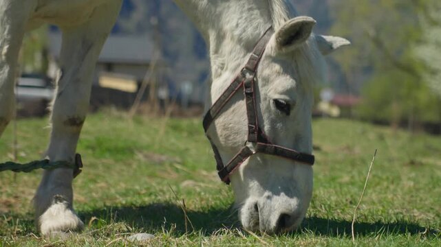 White Horse Grazing In Sunlit Meadow, Closeup Of Muzzle And Hooves As Halter Catches Light, Tethered Equine Quietly Chewing Grass In Rural Village With Distant Alpine Slopes And Rustic Barns, Tranquil