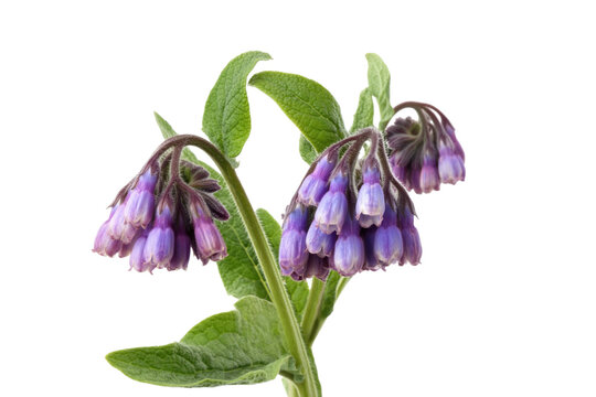 Close-up of vibrant purple comfrey flowers hanging on green stems and leaves against a white background.