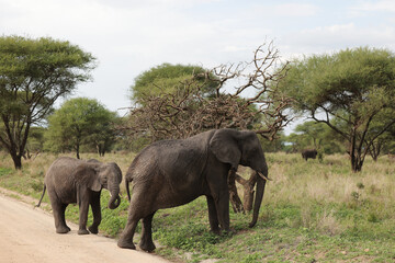 Obraz premium elephants in the savannah
