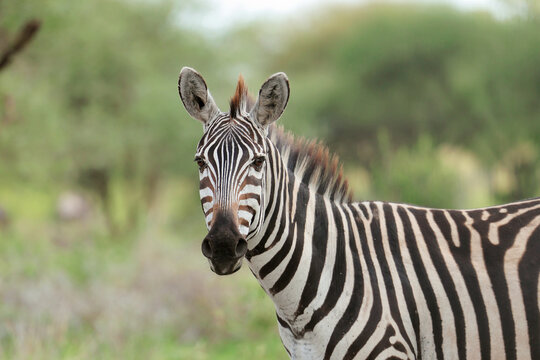 portrait of zebra
