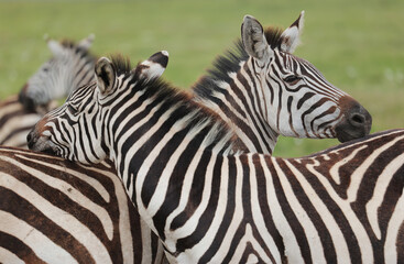 zebra © Olena