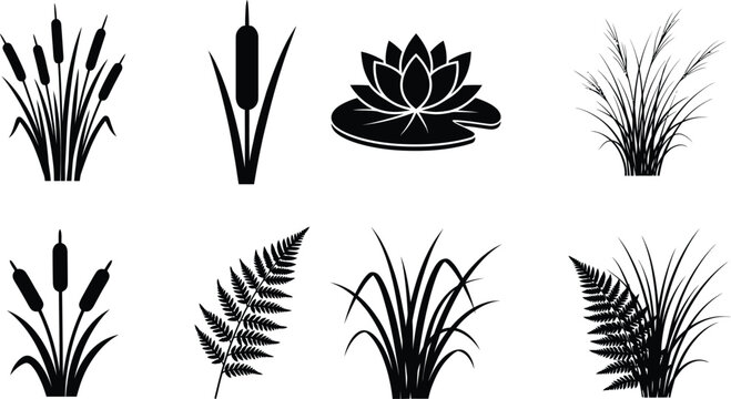 Aquatic plant life and pond vegetation vector illustration set including cattails lotus flowers ferns tall grass and marsh flora elements for nature and landscape design projects.