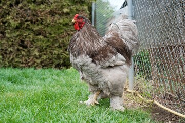 Brahma rooster standing in a fenced chicken run © Eugen