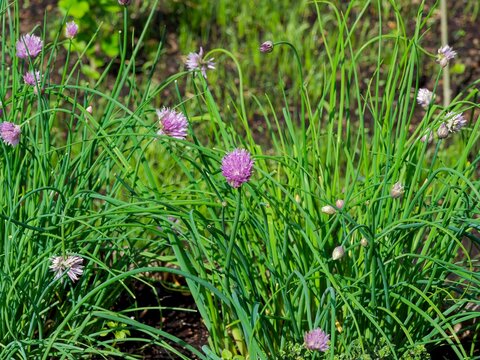 (Allium schoenoprasum) Touffe de fines herbes de ciboulette au feuilles &eacute;ffil&eacute;es et creuses avec des petites fleurs parfulm&eacute;es en forme de pompons rose-lilas
