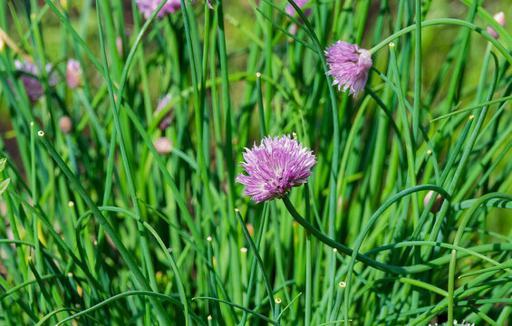 (Allium schoenoprasum) Ciboulette commune ou civette, herbe aromatique aux fines feuilles tubulaires en touffes et  fleurs rondes rose-lilas au bout de tiges robustes 