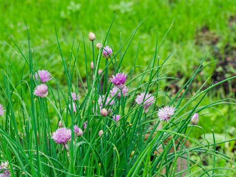 Brins de ciboulettes  (Allium schoenoprasum), fines herbes aromatiques  aux feuilles effil&eacute;es portant des petites fleurs en forme de pompons rose et bleu ciel  