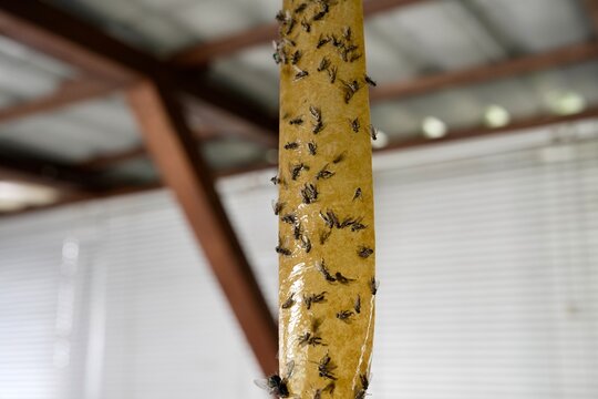 Sticky fly trap strip covered with dead flies hanging indoors as a pest control method.
