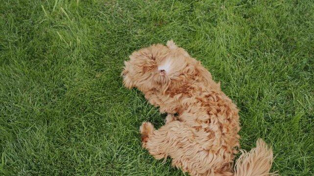 Cute ginger cavapoo puppy rolling on green grass field outdoors.