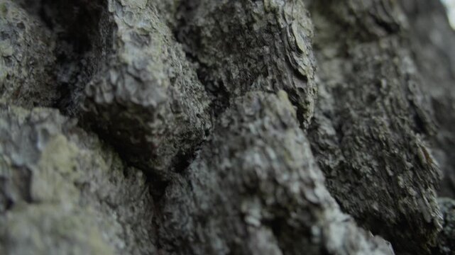 Rough tree bark close up filmed outdoors during forest travel walk.