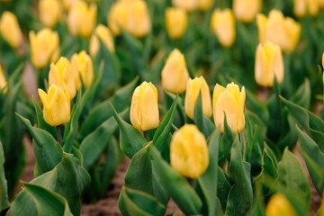 Obraz premium Field of yellow tulip plants with green leaves