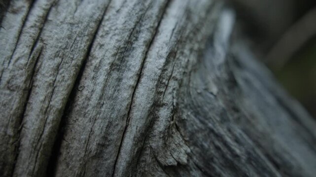 Curved tree bark texture filmed in forest during outdoor travel hike.