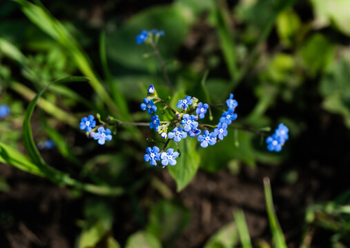 Beautiful blue forget-me-not flowers blooming in garden, spring floral background with Myosotis sylvatica