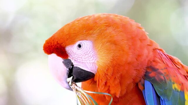Colorful orange macaw parrot close up portrait in tropical jungle