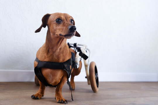 Dachshund dog wearing a mobility cart inside