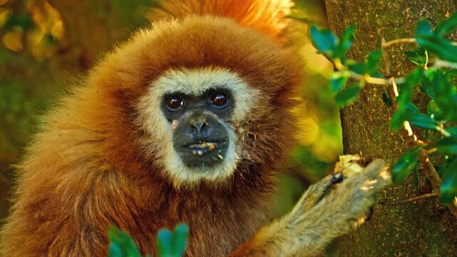 Close Up Portrait of a Lar Gibbon with Expressive Face