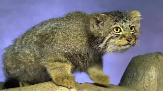 Pallas's Cat or Manul Walking and Looking Around in Natural Habitat