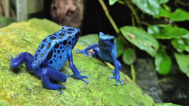 Two bright blue poison dart frogs (Dendrobates tinctorius azureus) sitting on green leaves in tropical rainforest environment.Exotic amphibians with vivid blue skin and black spots in natural habitat.